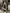 NEUS trench coat khaki