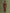 IZK long trench coat